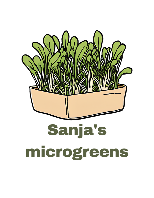 Sanja's microgreens